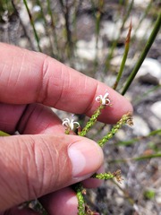 Wahlenbergia tenella