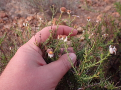 Phymaspermum parvifolium