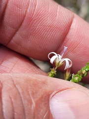 Wahlenbergia tenella