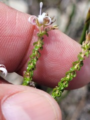 Wahlenbergia tenella