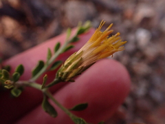 Pegolettia retrofracta