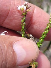 Wahlenbergia tenella