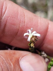 Wahlenbergia tenella