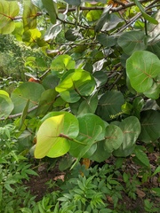 Coccoloba uvifera