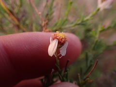 Phymaspermum parvifolium
