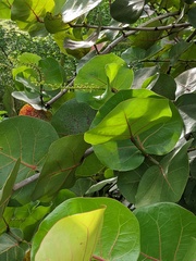 Coccoloba uvifera