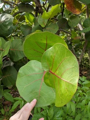 Coccoloba uvifera