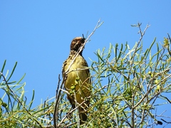 Chlamydera guttata
