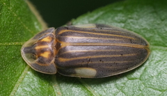 Aspisoma ignitum