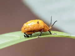 Podontia lutea