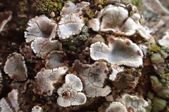 Psora crenata