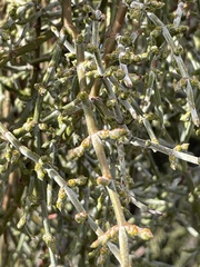 Phoradendron californicum