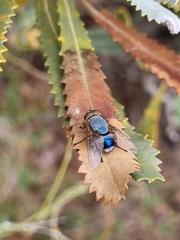 Calliphora dubia