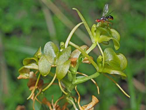 Litter Fly Orchid