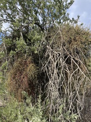 Phoradendron californicum