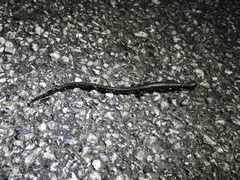 Batrachoseps attenuatus
