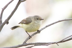 Acanthiza reguloides