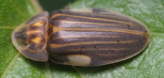 Aspisoma ignitum