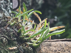 Polystachya ottoniana