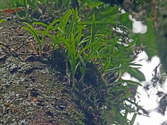 Polystachya ottoniana