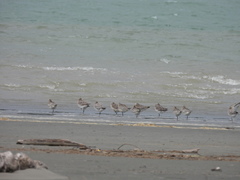 Limosa lapponica baueri
