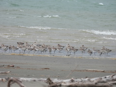 Limosa lapponica baueri