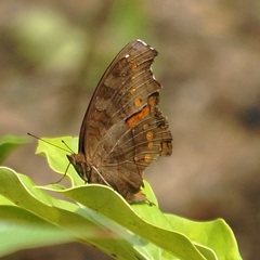 Junonia hedonia ida