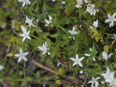 Orianthera serpyllifolia