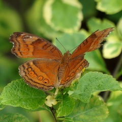 Junonia hedonia ida