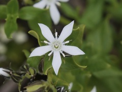 Orianthera serpyllifolia
