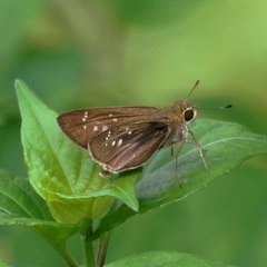 Pelopidas mathias