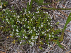 Orianthera serpyllifolia