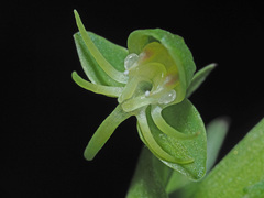 Habenaria malacophylla