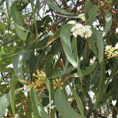 Eucalyptus sieberi