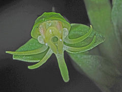 Habenaria malacophylla