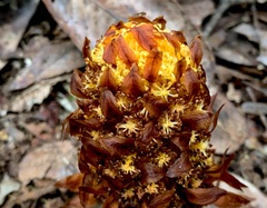 Hachettea austrocaledonica