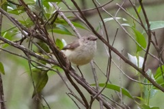 Acanthiza reguloides