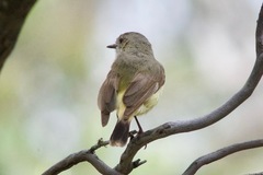 Acanthiza reguloides