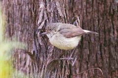 Acanthiza reguloides