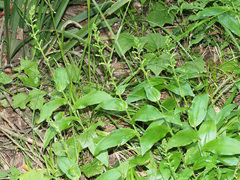 Habenaria malacophylla