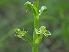 Habenaria malacophylla
