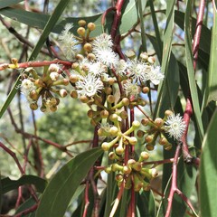 Eucalyptus sieberi