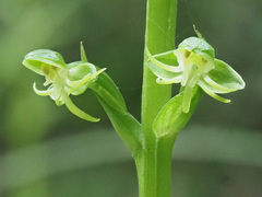 Habenaria malacophylla