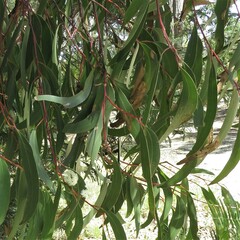 Eucalyptus sieberi