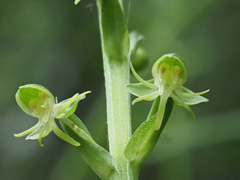 Habenaria malacophylla