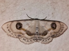 Problepsis borneamagna