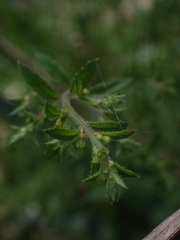 Gonocarpus