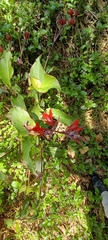 Canna indica