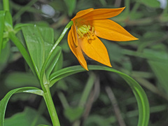 Gloriosa modesta