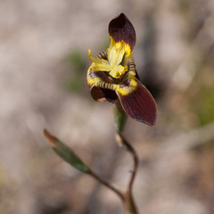 Moraea inconspicua